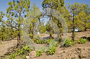 Forest of Canary Island pine and shrubs of Sonchus congestus.