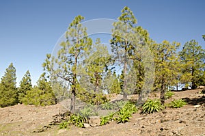 Forest of Canary Island pine and shrubs of Sonchus congestus.