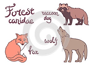 Forest canidae animals set.