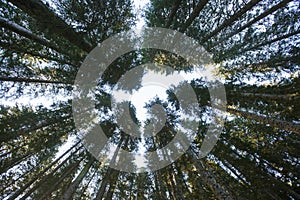 Forest canopy of dense spruce forest against blue sky, unique view from below