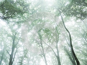 Forest canopy with mist