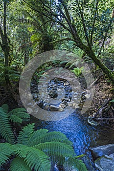 Forest canopy over stream in rain forest