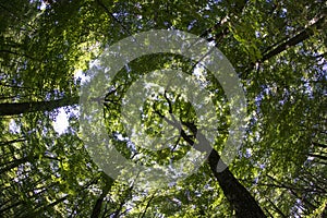 Forest Canopy Shot With Fish Eye Lens