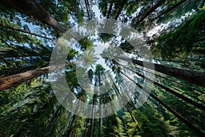 Forest Canopy Sunlight A Low Angle View