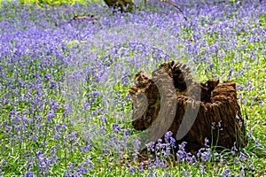 Forest carpet of bluebell flowers