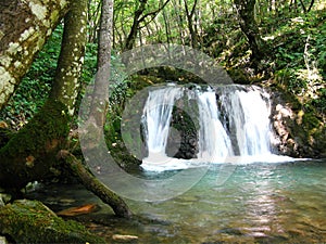 Forest cascade falls