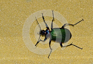 Forest Caterpillar Hunter beetle isolated in sand.