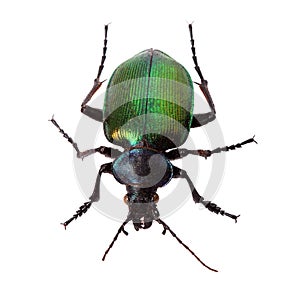 Forest caterpillar hunter (Calosoma sycophanta) on white