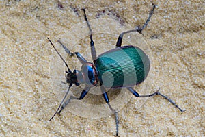 Forest Caterpillar Hunter ground beetle (Calosoma sycophanta) in a patch of fine sand.ew.