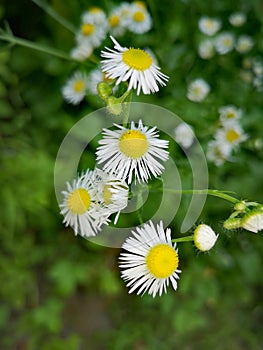 Forest chamomiles  blossom on green grass background