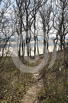 Forest on Chappaquiddick MA