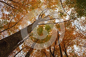 Forest of chestnut, beech and oak trees, in a beautiful low angle, Montseny Natural Park in autumn, Barcelona, Spain