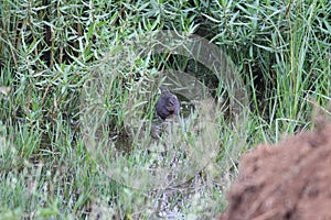 A forest chicken in the creek in a village. Snapped this while it was eating insects in the water. After rushed into bush to hide