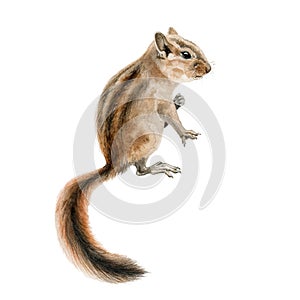 Forest chipmunk squirrel watercolor image. Hand drawn small rodent with a beautiful long tail close up illustration. Cute young