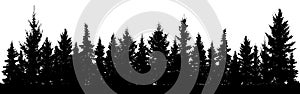 Forest of Christmas fir trees silhouette. Coniferous spruce. Park of evergreen wood. Vector on white background.