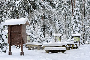 Forest classroom in snow