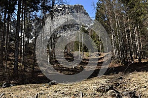 Forest clearing among conifer trees close to KlÃÂ¶ntalersee lake photo