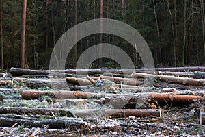 Forest clearing cut down, deforistation meets forest: sawed wood stacked on the ground