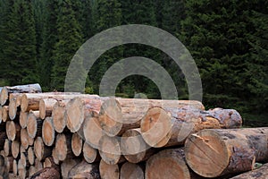 Forest clearing of dead trees, destroyed by bark beetle