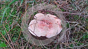 In a forest clearing among moss, grass and old needles at the end of summer, the edible orange milk mushroom (Lactarius) grew