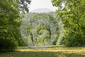 Forest clearing with oak trees and meadow in front of forested hills