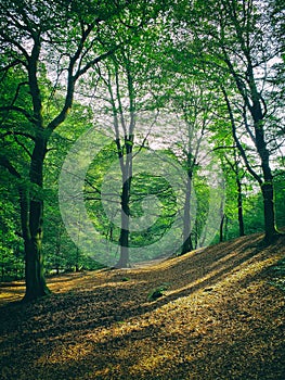 Forest clearing in sloping hilly woodland