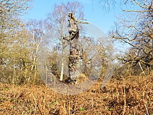 In a forest clearing stands the remains of an old oak tree