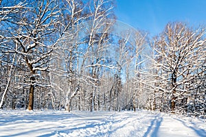 forest clearing in sunny winter day