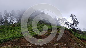 forest cloud mountain abstract background