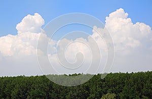 Forest with cloudy sky