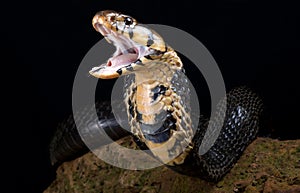 Forest Cobra Naja melanoleuca photo