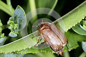 Forest cockchafer, melolontha hippocastani