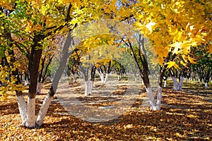 Forest with colorful leaves with sunlight in autumn