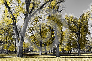 Forest of colorful tall trees with golden yellow leaves in a black and white fall landscape