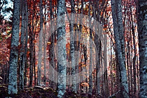 The forest with the colors of autumn