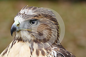 Forest (common) buzzard portrait