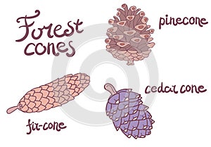 Forest conifer cones set