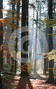 Forest in contrejour lighting