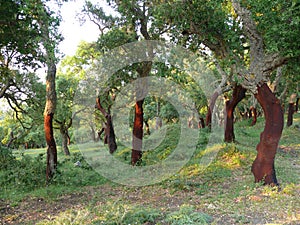 Forest of cork trees