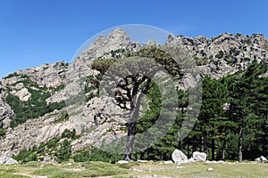 Forest in Corsica mountains