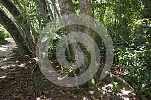 Forest in Costa Rica