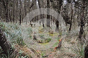 Forest in Cotopaxi National Park, Ecuador