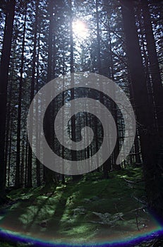 Forest. Counterlight