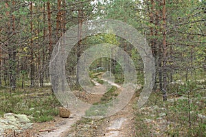 Forest country road in autumn creates an autumn mood.