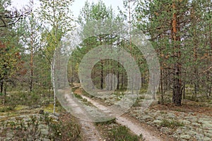 Forest country road in autumn creates an autumn mood.