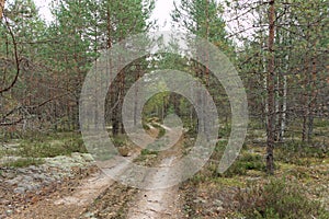 Forest country road in autumn creates an autumn mood.