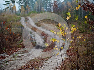 Forest country road curve cloudy golden autumn