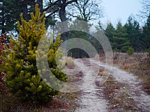 Forest country road curve cloudy golden autumn