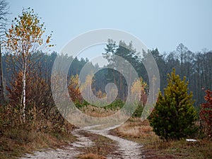 Forest country road curve cloudy golden autumn