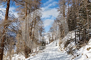 Forest country road among the mountains in a winter sunny morning near Guarda Village, Lower Engadine, Graubunden, Switzerland